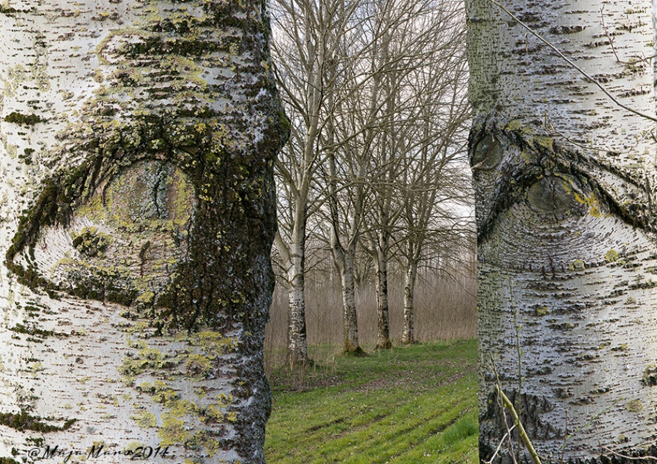 Door de bomen het bos zien.... - Planten - Berken