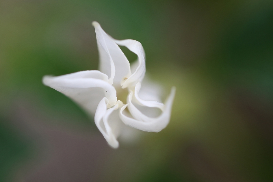 doornappel - Planten - 