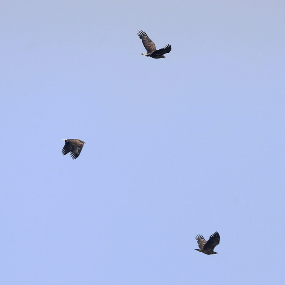 Drie Zeearenden ... - Vogels - Zeearend