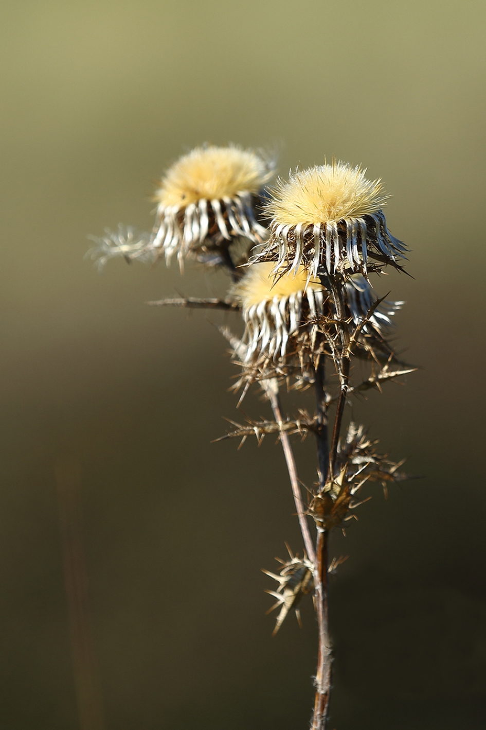driedistel - Planten - 