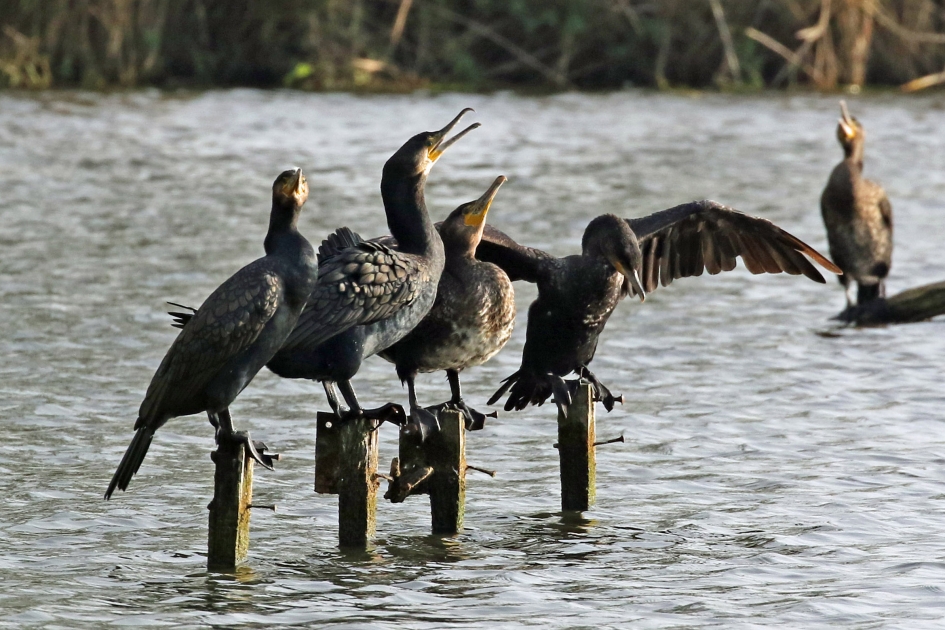 Druktemakers - Vogels - 