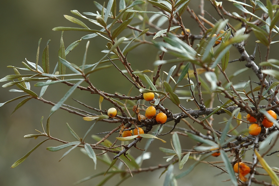 duindoorn - Planten - 