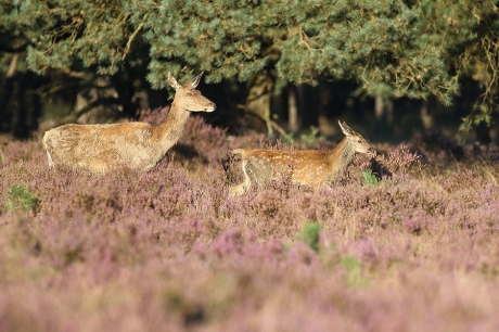 edelhert -V- met jong