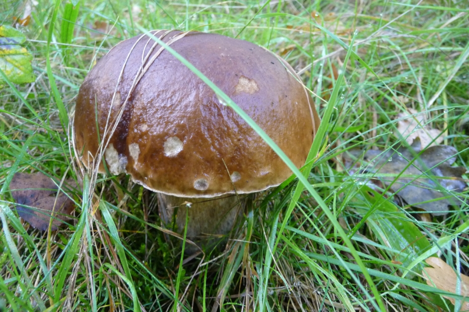 Eekhoorntjesbrood? - Schimmels - 