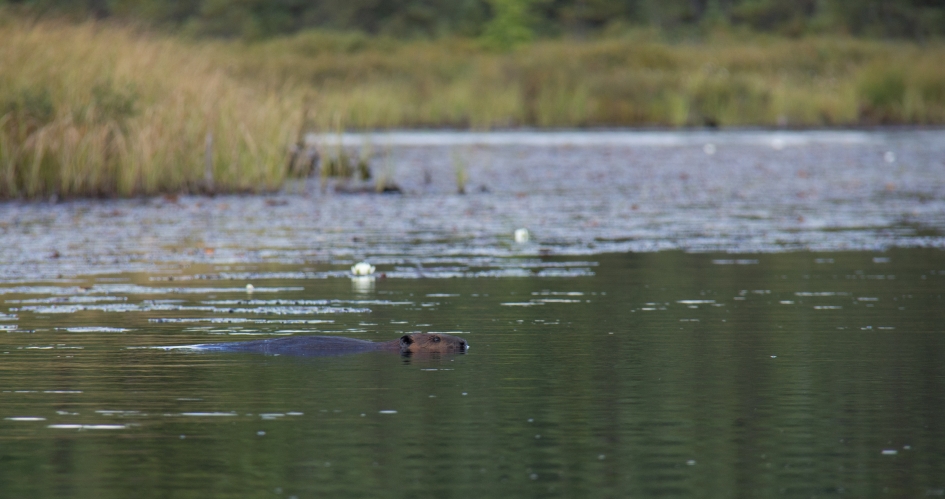 Een echte bever - Zoogdieren - Bever