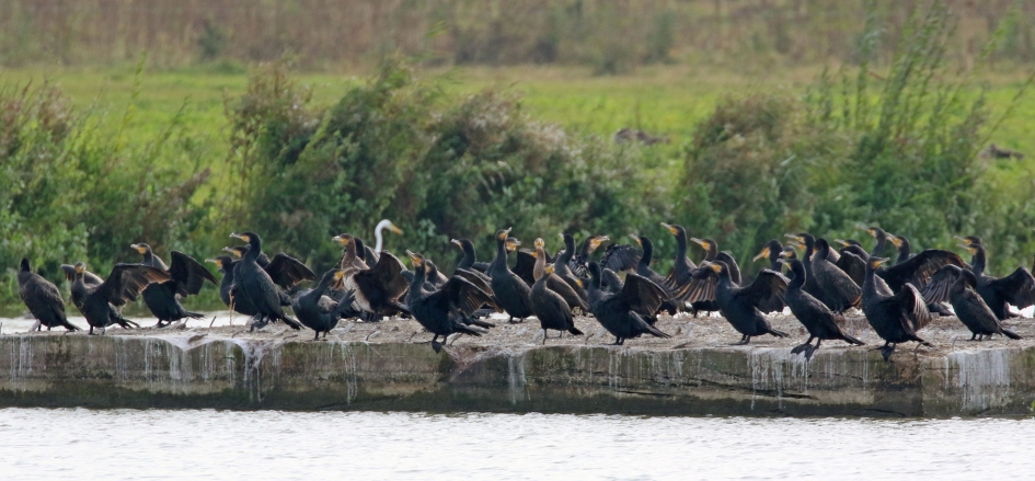 Een indringer... - Vogels - 