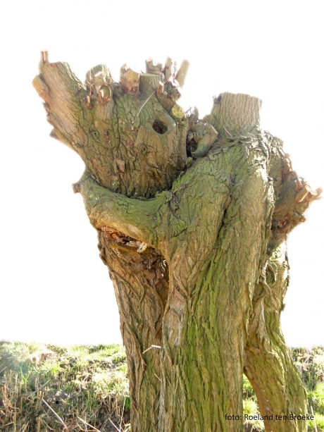 Een Knotwilg-knuffel