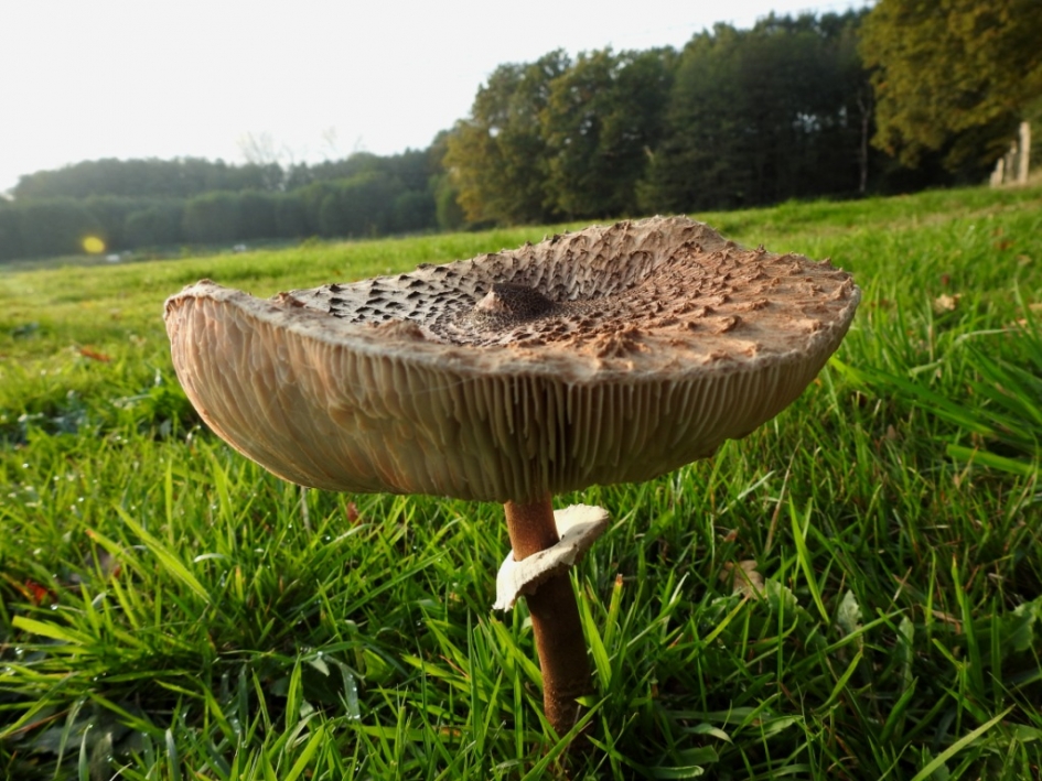 Een Parasol terwijl de zon niet schijnt... - Schimmels - Parasolzwam