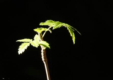 Een streepje zonlicht