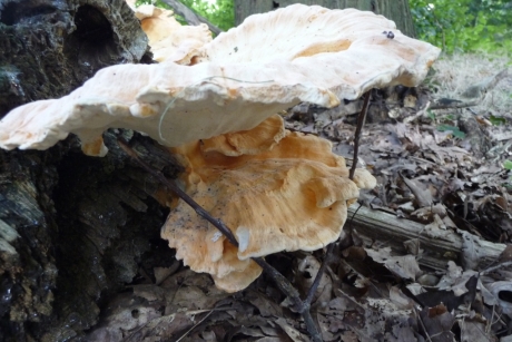 " een takje als steun"