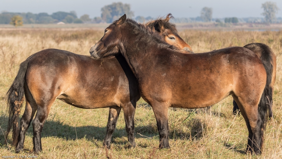 Elkaar helpen - Zoogdieren - Exmoorpony