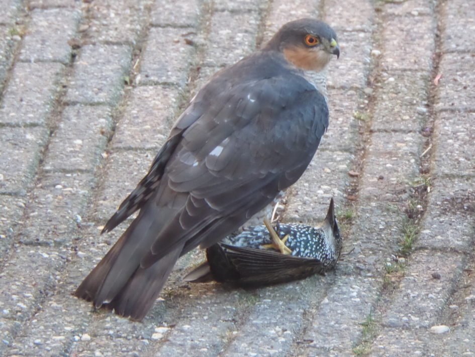 Eten of gegeten worden - Vogels - 