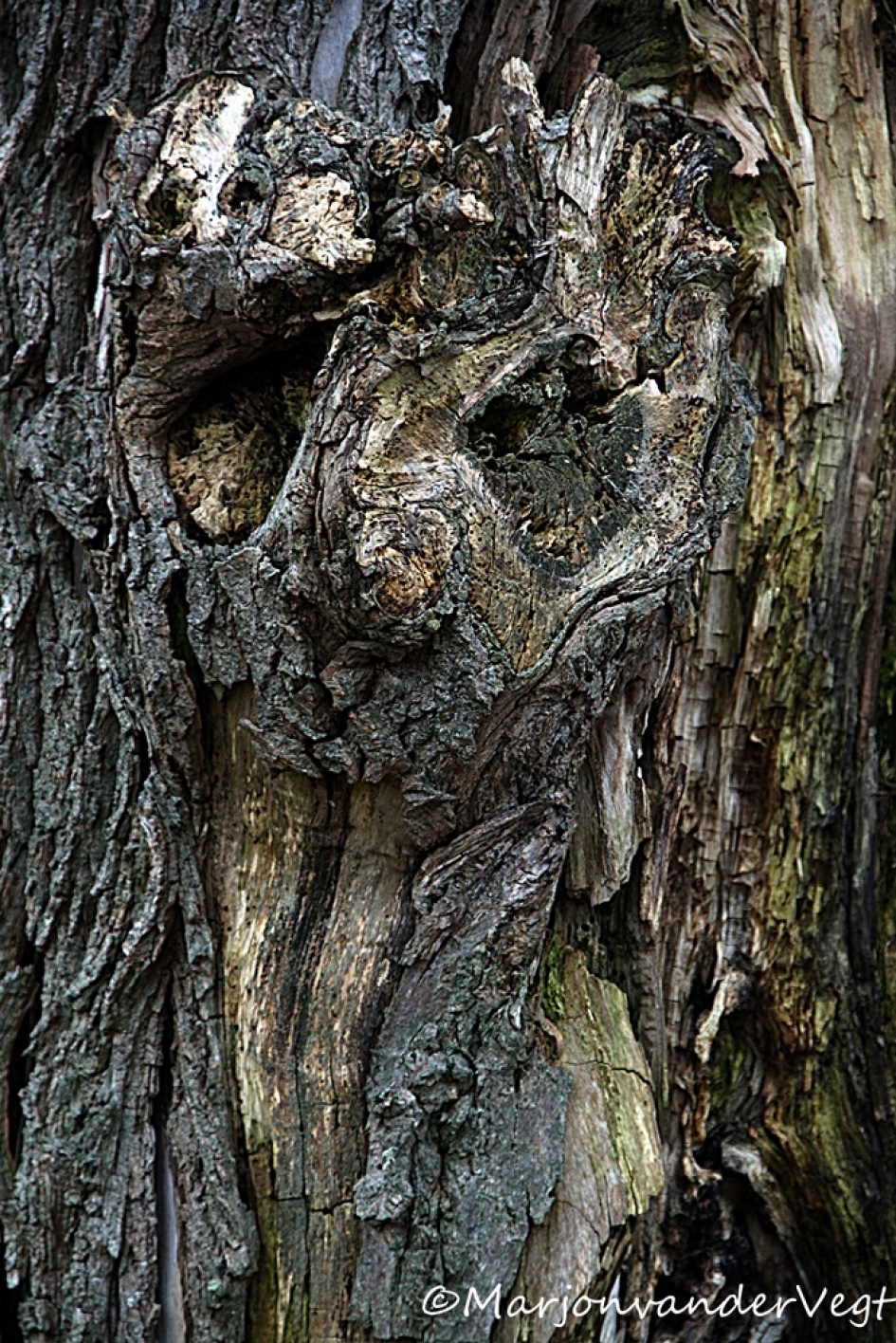 Face to face - Overig - Boomgezicht