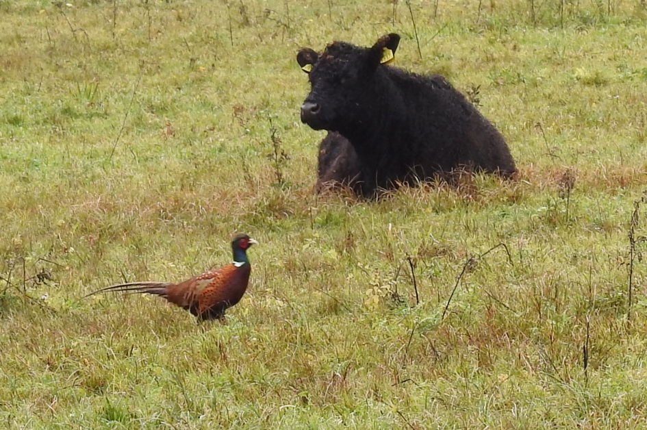 Fazantenhaan - Vogels - Fazant