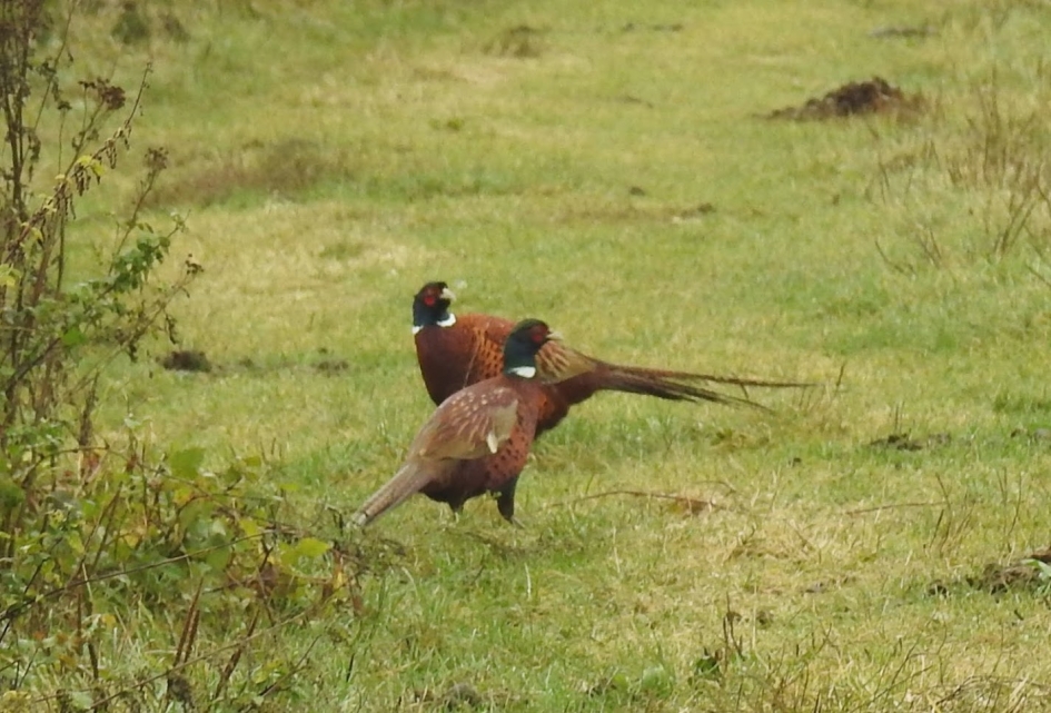 Fazantenhanen - Vogels - Fazant