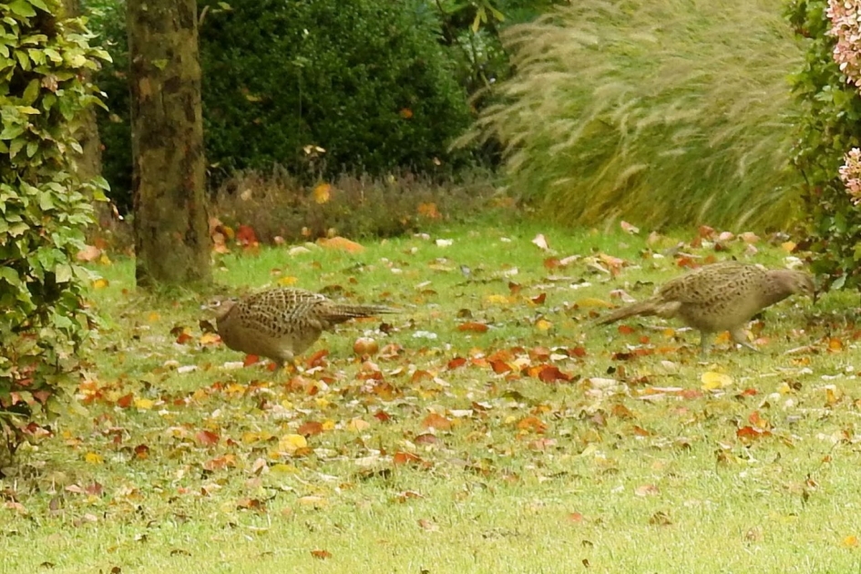 Fazantenhennen - Vogels - Fazant