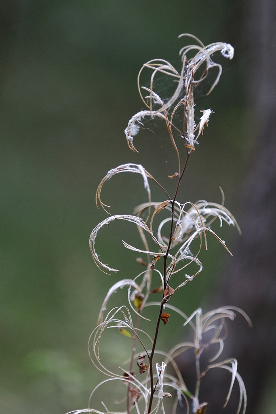fraai verdord - Planten - 
