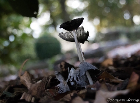 Fragiele hazenpootjes