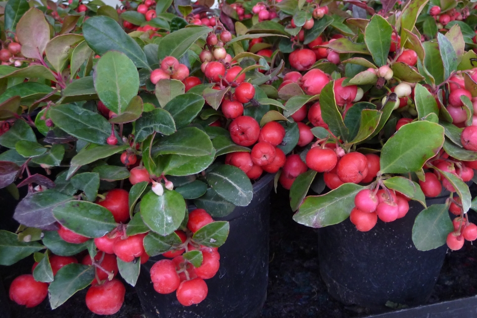 Gaultheria - Planten - 