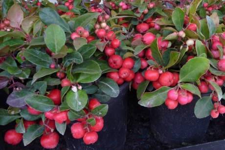 Gaultheria