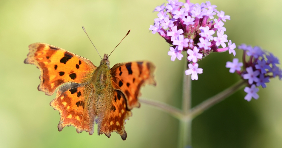 Gehakkelde Aurelia - Geleedpotigen - Gehakkelde Aurelia