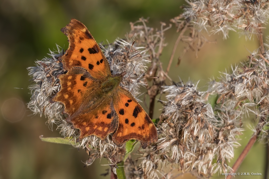 Gehakkelde aurelia - Geleedpotigen - Gehakkelde aurelia