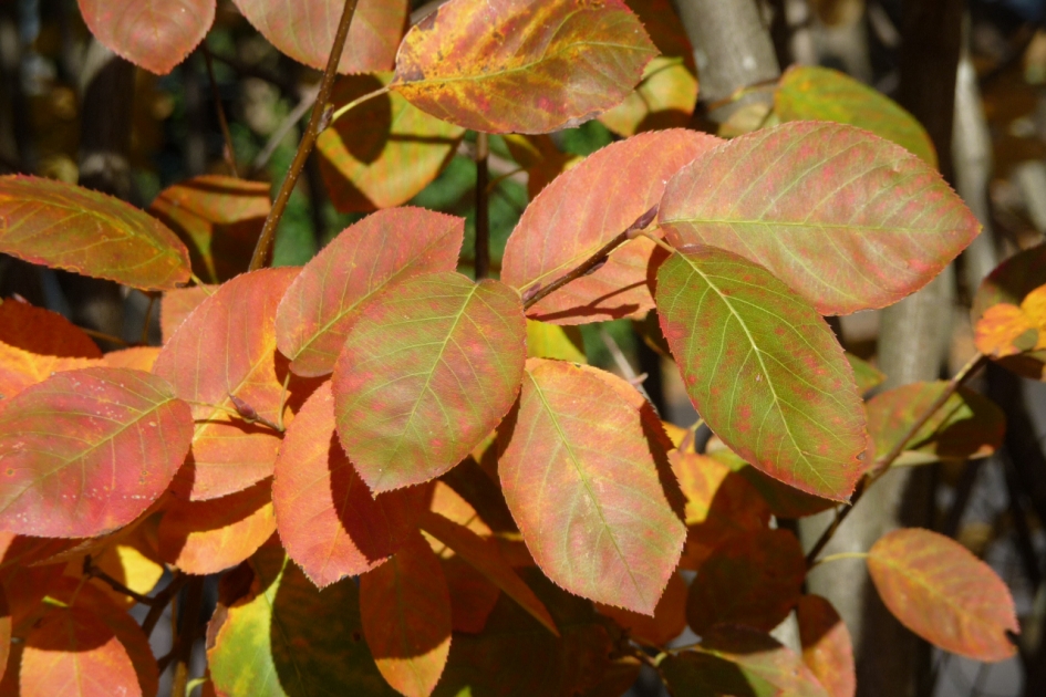 Gekleurd blad - Planten - 