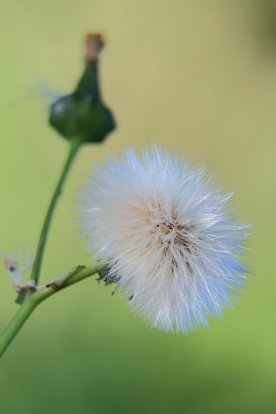 gekroesde melkdistel - Planten - 