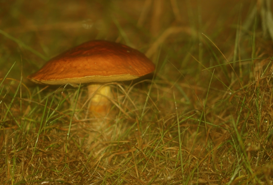 Gele Ringboleet - Schimmels - Gele Ringboleet