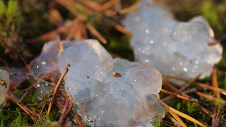 Gelei achtige blobjes op de hei in de buurt van Borculo