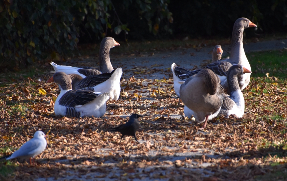Gemeenteganzen - Vogels - 
