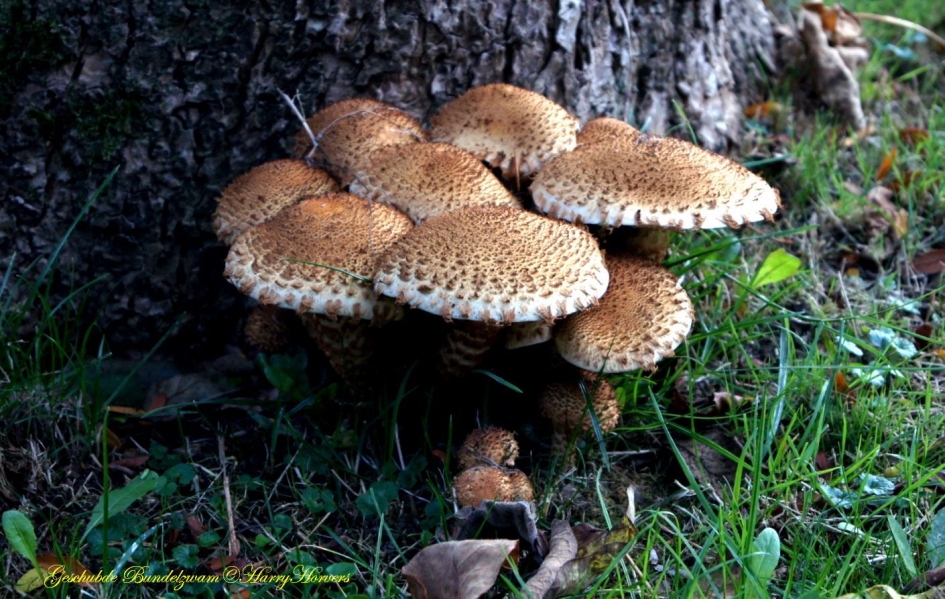 Geschubde Bundelzwam - Schimmels - Geschubde Bundelzwam
