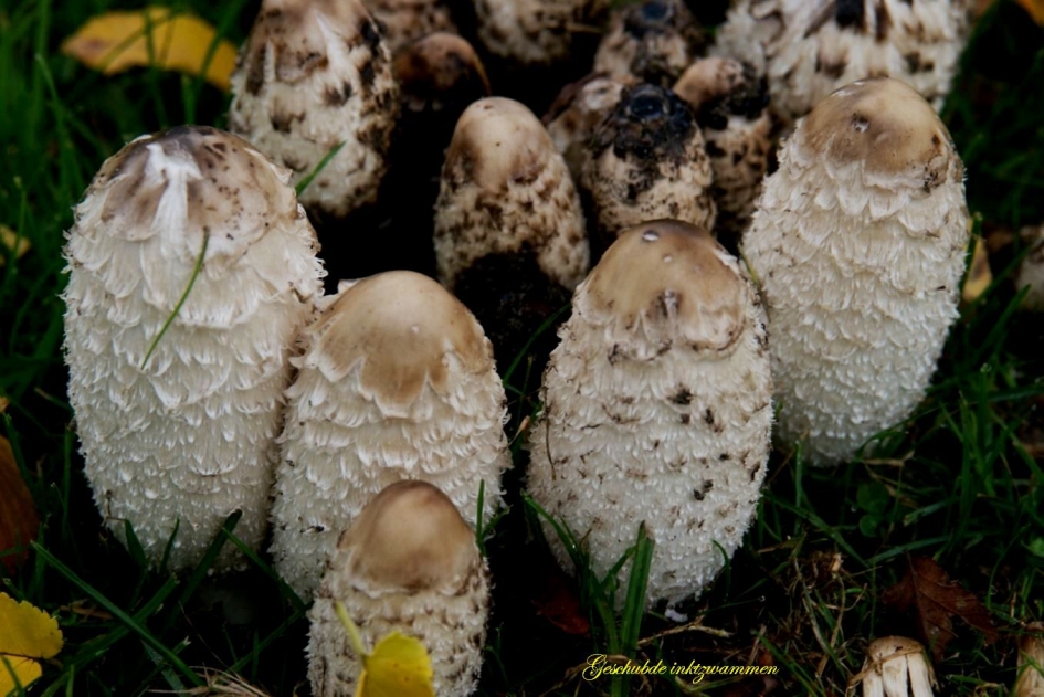 Geschubde inktzwammen - Schimmels - 