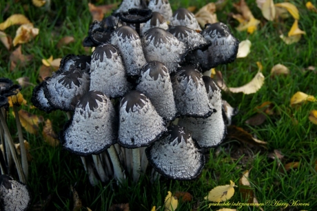 geschubde inktzwammen