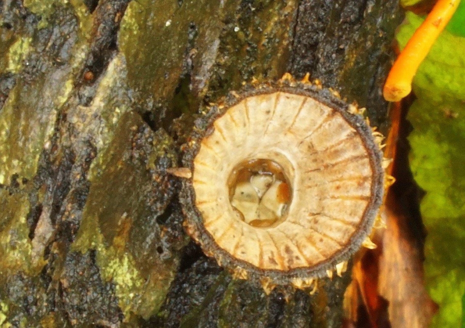 Gestreepte nestzwam - Schimmels - 