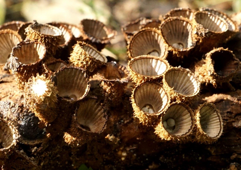 Gestreepte nestzwammetje - Schimmels - 