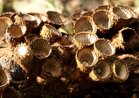 Gestreepte nestzwammetje