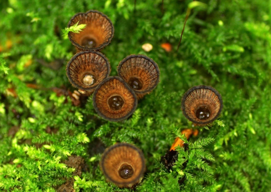 Gestreepte nestzwammetjes - Schimmels - 