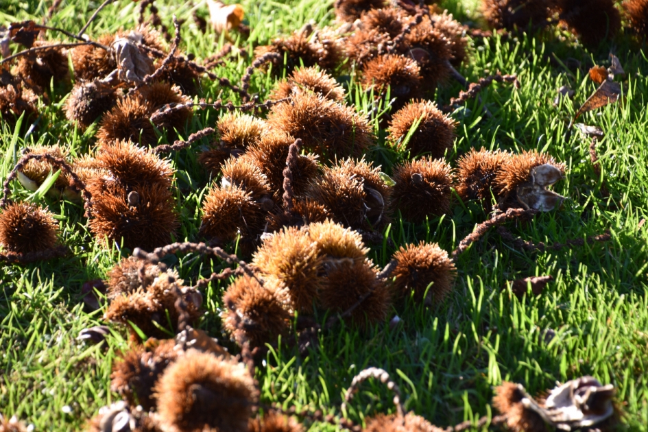 Gevallen tamme kastanjes - Planten - 