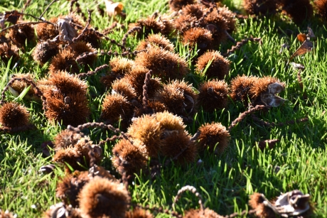 Gevallen tamme kastanjes