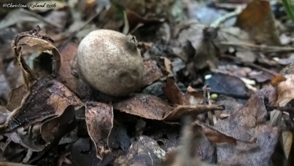 Gewimperde aardster - Schimmels - Gewimperde aardster