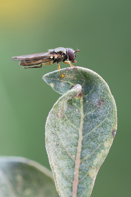 gewone driehoekzweefvlieg