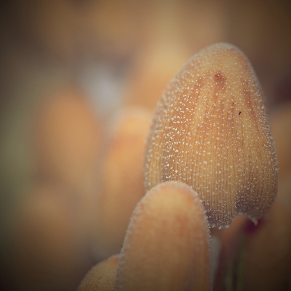 Gewone Glimmerinktzwam - Schimmels - Gewone Glimmerinktzwam