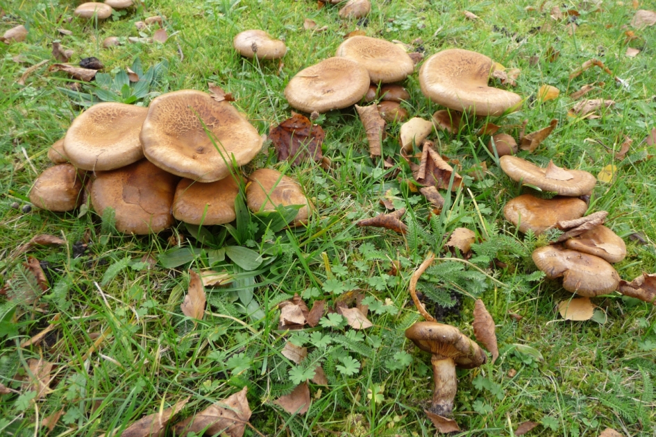 Gewone Krulzoom - Schimmels - 