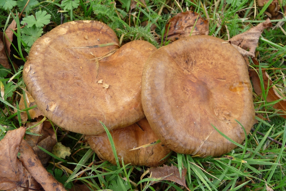 Gewone Krulzoom - Schimmels - 