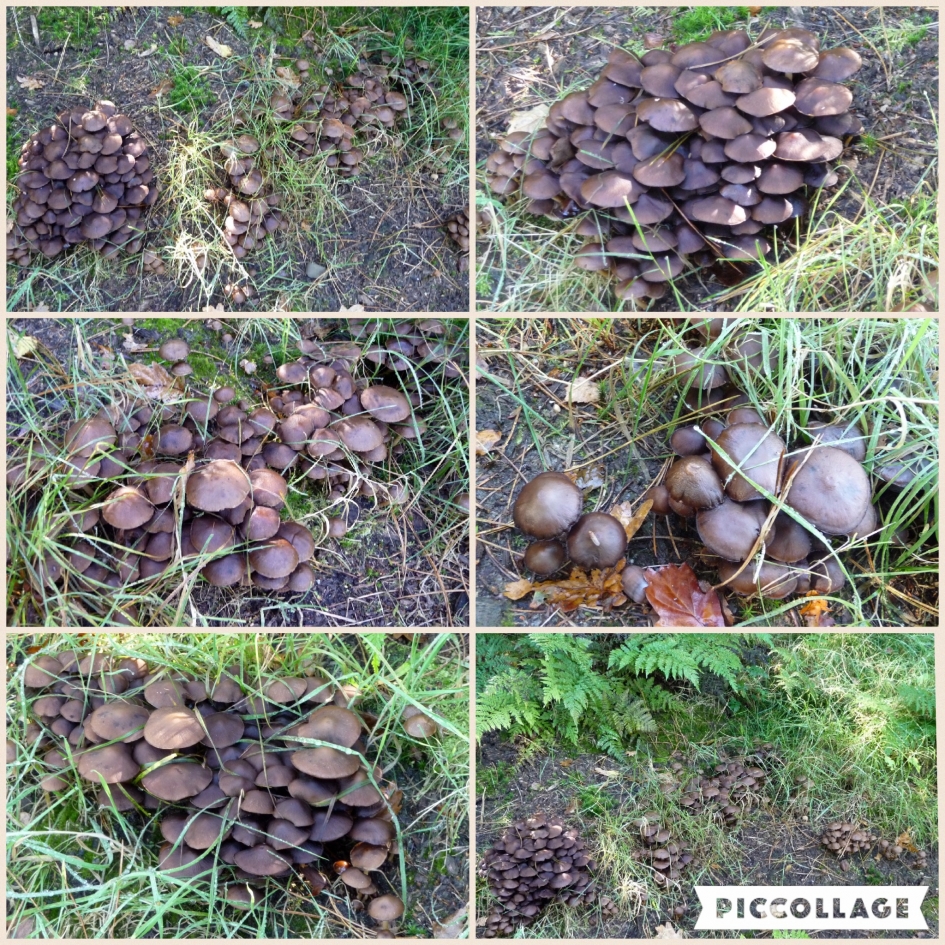 Gewone zwavelkop - Schimmels - 