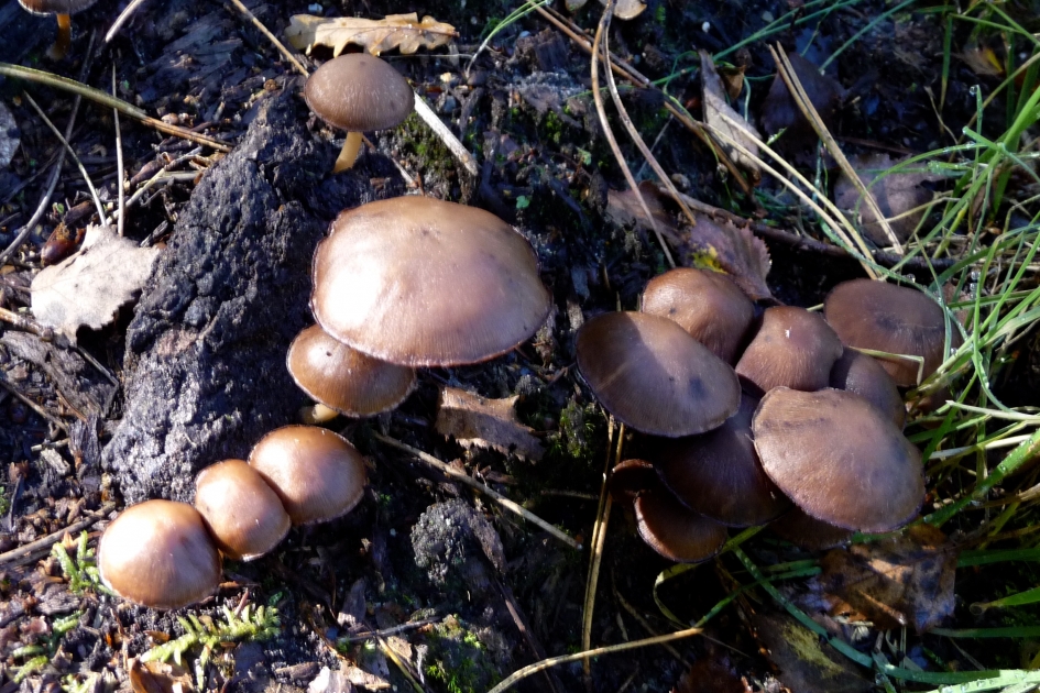 Gewone zwavelkop - Schimmels - 