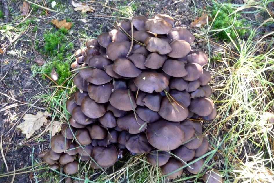 Gewone zwavelkop - Schimmels - 