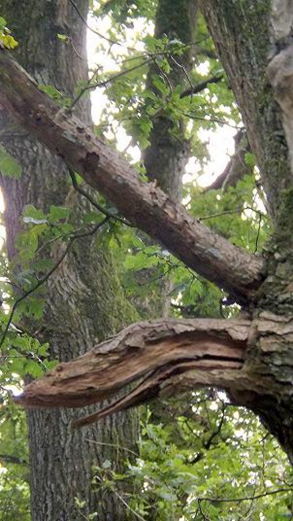 gezichtsbedrog - Overig - 