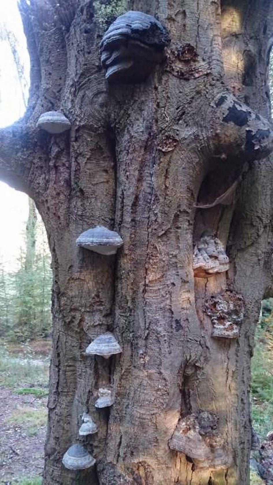 Gezicht(sbedrog) - Overig - 